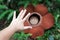 Rafflesia Keithii flower and hand