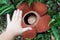 Rafflesia Keithii flower and hand