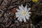 Rafinesquia Neomexicana Bloom - Anza Borrego Desert - 031622