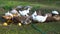 Raft of domestic ducks having a bath close up