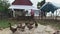 Raft of ducks and a couple of white cows standing under shelter made of plastic sheets in the background