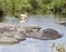 Raft of hippos and a single white pelican in a watering hole