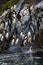 A raft of Macaroni Penguins hopping down a large rock to the ocean for morning feeding, Coopers Bay, South Georgia