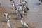 A Raft of Magellanic Penguin Walking on landing Beach. Punta Tombo reserve, Argentina