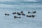 Raft of sea otters floating together in the Prince William Sound