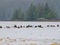 Raft of sea otters on a gray day near Spring Island, British Columbia