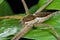 A raft spider