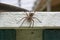 Raft spider