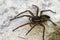 Raft spider Dolomedes fimbriatus