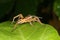 Raft spider (Dolomedes fimbriatus)