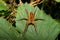 Raft spider (Dolomedes fimbriatus)