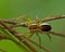Raft spider, Dolomedes fimbriatus juvenil