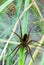 Raft spider and nest