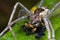 A raft spider with prey - a jumping spider