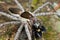 A raft spider with prey - a jumping spider