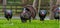 Rafter, gobble or flock of male Tom Osceola Wild Turkey - Meleagris gallopavo osceola - strutting on display