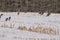 A rafter of wild Turkey in a farm field