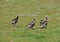 A Rafter of Wild Turkeys Meleagris gallopavo foraging in San D