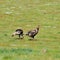 A Rafter of Wild Turkeys Meleagris gallopavo foraging in San D