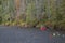 Rafters and kayakers on the Youghiogheny River lined with autumn trees in Maryland