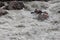 Rafting, brave and courageous people conquer water obstacles on a mountain river on rafts, along the river, in the spring.