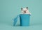 Rag doll baby cat with blue eyes hanging over the edge of a blue trashcan on a turquoise blue background