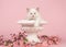 Rag doll baby cat with blue eyes hanging over the edge of a flower pot with pink flowers on a pink background