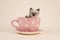 Rag doll baby cat with blue eyes hanging over the edge of a pink and white dotted cup and saucer and a off-white background