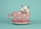 Rag doll baby cat with blue eyes hanging over the edge of a pink and white dotted cup and saucer and a turquoise background