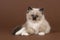 Rag doll baby cat with blue eyes looking at the camera lying down on a brown background