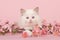 Rag doll baby cat with blue eyes lying on the floor looking at camera between pink flowers on a pink background