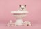 Rag doll baby cat with blue eyes in a white flower pot with real white roses on a pink background