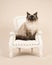 Rag doll cat with blue eyes sitting in an white classic chair on a creme sand colored background
