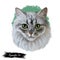 Ragamuffin breed of domestic cat isolated hand drawn portrait. Ragdoll with thick, rabbitlike fur digital art illustration.