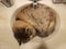 Ragamuffin Cat sleeping in a bathroom sink