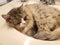 Ragamuffin Cat sleeping in a bathroom sink