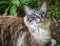 Ragdoll adult cat portrait seal Lynx Mitted tabby.