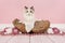 Ragdoll baby cat with blue eyes in a wooden basket surrounded wi