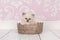 Ragdoll baby cat in lace basket