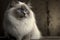 Ragdoll cat with blue eyes, white cat, pet redgall cat, generative ai