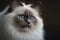 Ragdoll cat with blue eyes, white cat, pet redgall cat, generative ai