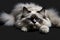 Ragdoll cat with blue eyes, white cat, pet redgall cat, generative ai