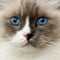 Ragdoll Cat with bright blue eyes close up