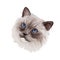 Ragdoll Cat cat breed with color point coat and blue eyes. Digital art illustration of pussy kitten portrait, feline