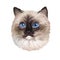 Ragdoll Cat cat breed with color point coat and blue eyes. Digital art illustration of pussy kitten portrait, feline food cover