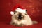 Ragdoll Cat In Christmas Or New Year Cap On Gold Background. Generative AI