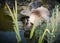 Ragdoll cat drinking from a pond