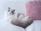 Ragdoll cat with fluffy cushion.