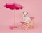 Ragdoll cat kitten with blue eyes in a pink beach chair on a pink background