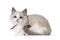 Ragdoll cat kitten on white background
